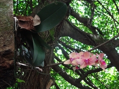 Phalaenopsis