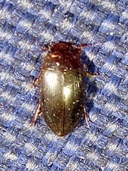 Copelatus chevrolati