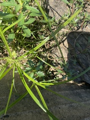 Ludwigia hexapetala