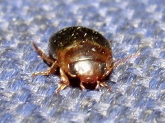 Copelatus chevrolati