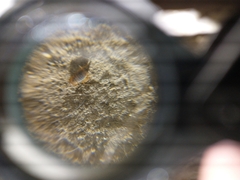 Myrmecophilidae