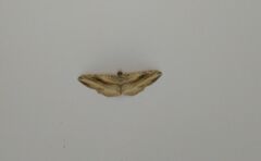 Costaconvexa polygrammata