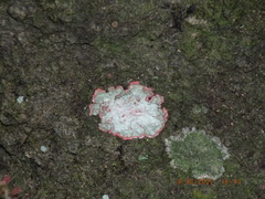 Herpothallon rubrocinctum