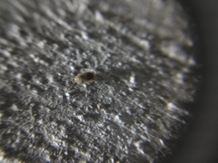 Myrmecophilidae