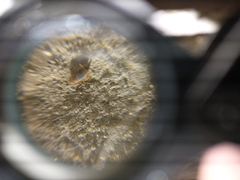 Myrmecophilidae