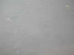 Oreochromis