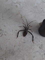 Acanthocephala alata