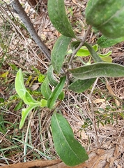 Billardiera scandens