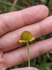 Helenium puberulum