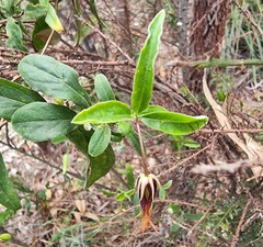 Billardiera scandens