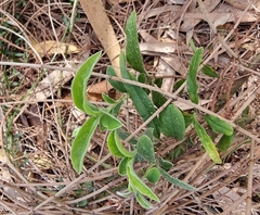 Billardiera scandens