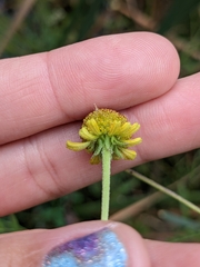 Helenium puberulum