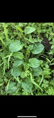 Hackelia latifolia