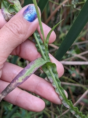 Helenium puberulum