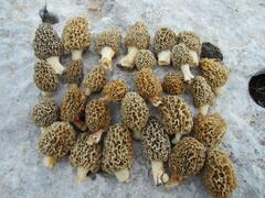 Morchella