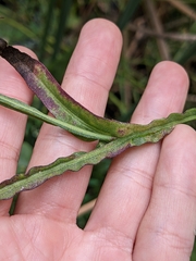 Helenium puberulum