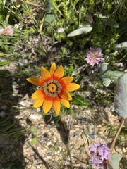 Gazania
