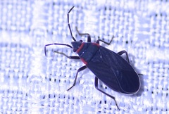 Melacoryphus rubicollis