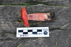 Russula sanguinea