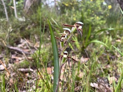 Lyperanthus serratus