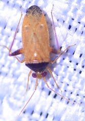Orthotylinae