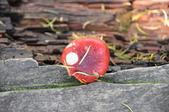 Russula sanguinea