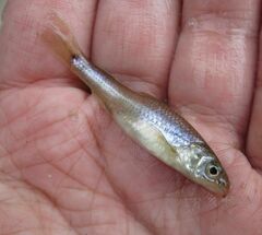 Notropis stramineus