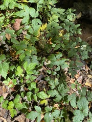 Xanthorhiza simplicissima