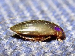 Copelatus chevrolati