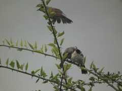 Pycnonotus aurigaster