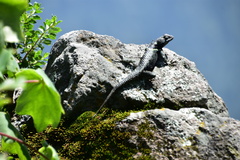 Sceloporus mucronatus