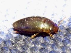 Copelatus chevrolati