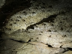 Hadenoecus subterraneus