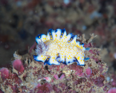 Hypselodoris imperialis