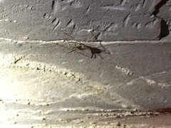 Hadenoecus subterraneus