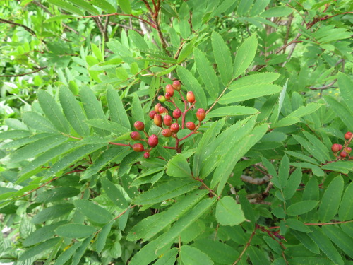 Japanese rowan (Sorbus commixta)