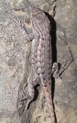 Sceloporus occidentalis occidentalis