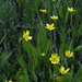 Lesser Spearwort - Photo (c) Wayfinder_73, some rights reserved (CC BY-NC-ND)