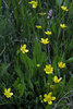 Lesser Spearwort - Photo (c) Wayfinder_73, some rights reserved (CC BY-NC-ND)