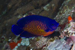 Centropyge bispinosa