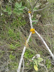 Agesander ruficornis