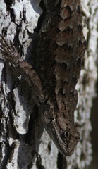 Sceloporus occidentalis occidentalis