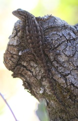 Sceloporus occidentalis occidentalis