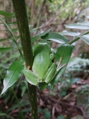 Zhangixalus taipeianus