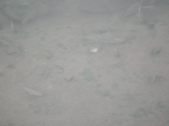 Oreochromis