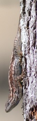 Sceloporus occidentalis occidentalis