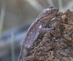 Sceloporus occidentalis occidentalis