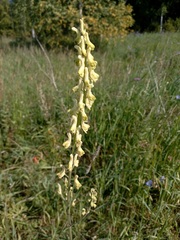 Aconitum barbatum