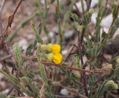 Hermannia stipulacea