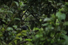 Melanotis caerulescens